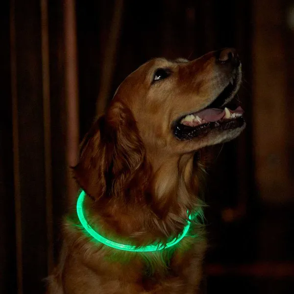 Orvis Led Rechargeable Safety Collar| Collars
