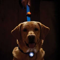 Orvis Led Safety Collar Light| Collars