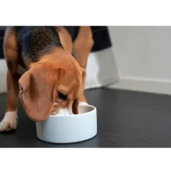 Orvis Paikka Cooling Bowl| Bowls, Feeders & Food Storage