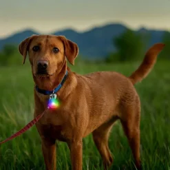 Orvis Rechargeable Dog Collar Light| Collars