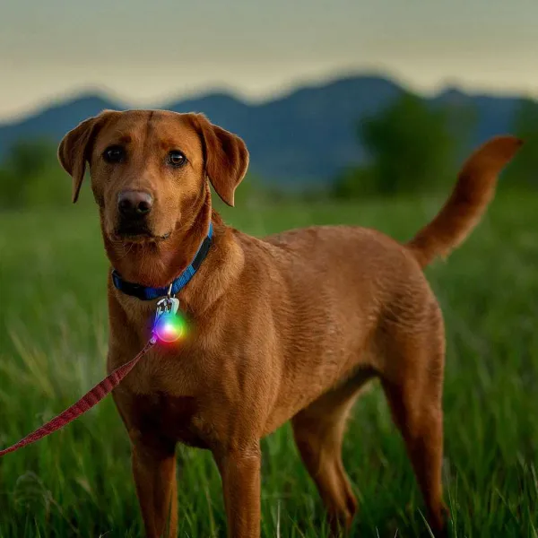 Orvis Rechargeable Dog Collar Light| Collars