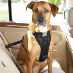 Orvis Tru-Fit Smart Harness Car Restraint| Travel Accessories